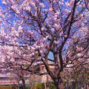 ヒメ日記 2025/04/03 08:28 投稿 川村ゆみ 恋する妻たち