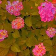 ヒメ日記 2025/06/02 07:48 投稿 川村ゆみ 恋する妻たち