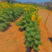 ヒメ日記 2025/07/28 07:58 投稿 川村ゆみ 恋する妻たち