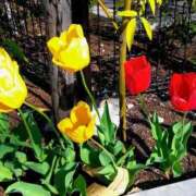 ヒメ日記 2026/04/13 07:48 投稿 川村ゆみ 恋する妻たち