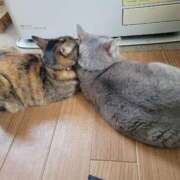 ヒメ日記 2025/01/08 11:45 投稿 ｈｉｔｏｍｉ（ひとみ） ソープランド メイド館 ラ・メイド