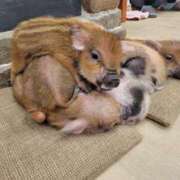 ヒメ日記 2025/03/13 14:33 投稿 ｈｉｔｏｍｉ（ひとみ） ソープランド メイド館 ラ・メイド