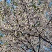 ヒメ日記 2026/04/28 15:21 投稿 ｈｉｔｏｍｉ（ひとみ） ソープランド メイド館 ラ・メイド