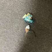 ヒメ日記 2025/03/30 21:35 投稿 杏奈（あんな） ソープランド メイド館 ラ・メイド