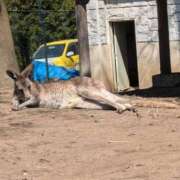 ヒメ日記 2025/04/14 04:48 投稿 みこ ソープランド メイド館 ラ・メイド