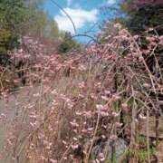 ヒメ日記 2025/05/07 20:19 投稿 白鳥（しらとり）　みゆき ソープランド メイド館 ラ・メイド