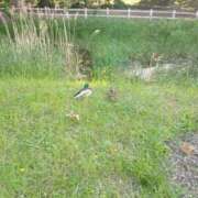 ヒメ日記 2025/06/15 14:19 投稿 白鳥（しらとり）　みゆき ソープランド メイド館 ラ・メイド