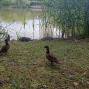 ヒメ日記 2025/07/28 15:42 投稿 白鳥（しらとり）　みゆき ソープランド メイド館 ラ・メイド