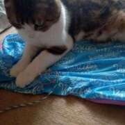 ヒメ日記 2025/08/04 14:33 投稿 白鳥（しらとり）　みゆき ソープランド メイド館 ラ・メイド