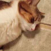 ヒメ日記 2025/08/18 22:18 投稿 白鳥（しらとり）　みゆき ソープランド メイド館 ラ・メイド