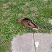 ヒメ日記 2025/08/23 13:03 投稿 白鳥（しらとり）　みゆき ソープランド メイド館 ラ・メイド