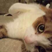 ヒメ日記 2025/08/31 21:36 投稿 白鳥（しらとり）　みゆき ソープランド メイド館 ラ・メイド