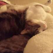 ヒメ日記 2025/11/01 12:49 投稿 白鳥（しらとり）　みゆき ソープランド メイド館 ラ・メイド