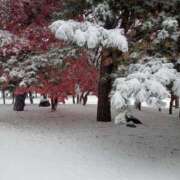 ヒメ日記 2025/11/08 09:18 投稿 白鳥（しらとり）　みゆき ソープランド メイド館 ラ・メイド