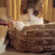 ヒメ日記 2025/11/09 21:49 投稿 白鳥（しらとり）　みゆき ソープランド メイド館 ラ・メイド