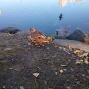 ヒメ日記 2025/11/17 21:49 投稿 白鳥（しらとり）　みゆき ソープランド メイド館 ラ・メイド