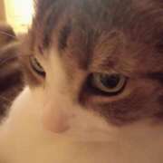 白鳥（しらとり）　みゆき [お題]from:カッコヨさん ソープランド メイド館 ラ・メイド