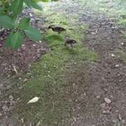ヒメ日記 2026/09/01 15:06 投稿 白鳥（しらとり）　みゆき ソープランド メイド館 ラ・メイド
