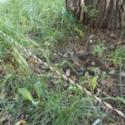 ヒメ日記 2026/09/13 19:46 投稿 白鳥（しらとり）　みゆき ソープランド メイド館 ラ・メイド
