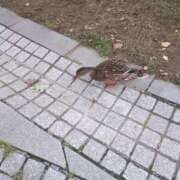 ヒメ日記 2026/10/03 22:36 投稿 白鳥（しらとり）　みゆき ソープランド メイド館 ラ・メイド
