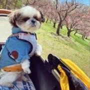 ヒメ日記 2025/03/31 20:27 投稿 剛力彩花 ソープランド ラ・メイド neo