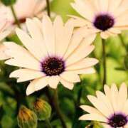 ヒメ日記 2025/01/15 06:41 投稿 ちひろ アバンチュール（難波）