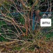 ヒメ日記 2025/02/15 06:26 投稿 あむ 熟女の風俗最終章 蒲田店