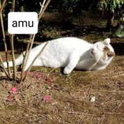 ヒメ日記 2025/04/12 19:01 投稿 あむ 熟女の風俗最終章 蒲田店