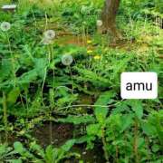 ヒメ日記 2025/04/17 05:20 投稿 あむ 熟女の風俗最終章 蒲田店