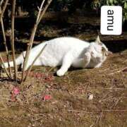 ヒメ日記 2025/04/26 09:21 投稿 あむ 熟女の風俗最終章 蒲田店