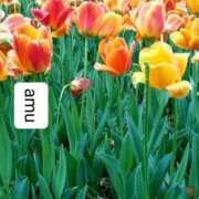 ヒメ日記 2025/04/29 04:40 投稿 あむ 熟女の風俗最終章 蒲田店