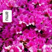 ヒメ日記 2025/05/02 07:00 投稿 あむ 熟女の風俗最終章 蒲田店