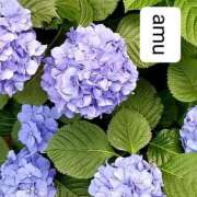 ヒメ日記 2025/05/24 06:00 投稿 あむ 熟女の風俗最終章 蒲田店