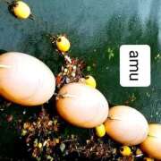 ヒメ日記 2025/05/31 06:50 投稿 あむ 熟女の風俗最終章 蒲田店