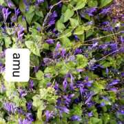 ヒメ日記 2025/09/23 22:30 投稿 あむ 熟女の風俗最終章 蒲田店