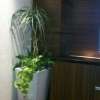 HOTEL AILU(アイル)(豊島区/ラブホテル)の写真『506号室 テレビ脇観葉植物』by ハンプティ・ダンプティ