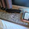 HOTEL MUSIC（ミュージック）(墨田区/ラブホテル)の写真『503号室電話機』by ミド丸