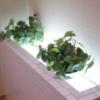 HOTELソシアルプラザ(さいたま市大宮区/ラブホテル)の写真『307号室　左ベッドサイドの観葉植物』by マーケンワン