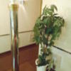 フランセ(八王子市/ラブホテル)の写真『306号室、観葉植物』by もんが～
