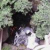 ホテルいいじま(新宿区/ラブホテル)の写真『玄関の窓から見える中庭の池』by マーケンワン