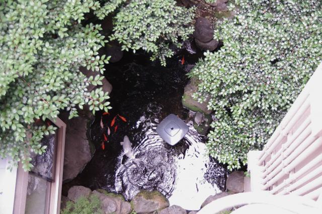 ホテルいいじま(新宿区/ラブホテル)の写真『玄関の窓から見える中庭の池』by マーケンワン