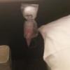 HOTEL LAGOON(ラグーン）(宇都宮市/ラブホテル)の写真『215号室・ベッドサイドの電マ』by 郷ひろし（運営スタッフ）