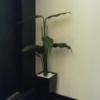 RAMSES Classic(豊島区/ラブホテル)の写真『603号室クローゼット脇の観葉植物。』by 140キロの坊主