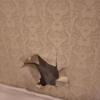 ドルフィン(新宿区/ラブホテル)の写真『301号室 ベッドの横の壁が破れてます』by 巨乳輪ファン