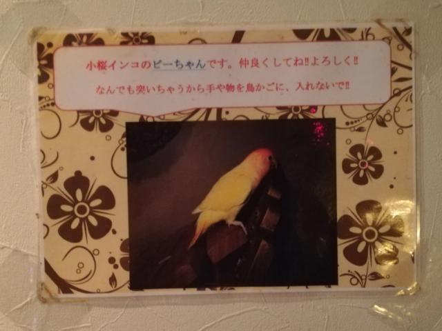 ホテル B-Girl(荒川区/ラブホテル)の写真『鳥紹介　小桜インコ　ピーちゃん』by ところてんえもん