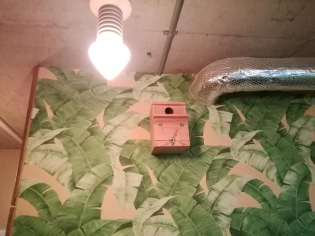 愛愛賓館(アイアイヒンカン)(横浜市栄区/ラブホテル)の写真『303号室利用。電球と、壁には鳥の巣箱が❗公園がテーマの様です。』by キジ