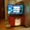 ルテシア(渋谷区/ラブホテル)の写真『301号室のテレビ 下にはDVDデッキ お茶のセットあり。』by angler