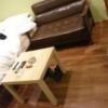 マンゴスチンホテル(町田市/ラブホテル)の写真『506号室のソファ ベッド テーブルの位置関係。床も清潔感あり。(*^^*)』by angler