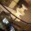 HOTEL COSTA RESORT(コスタリゾート)(茅ヶ崎市/ラブホテル)の写真『(21,5)豪華なﾛﾋﾞｰです。』by キジ