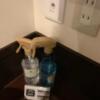池袋セントラルホテル(豊島区/ラブホテル)の写真『６０７号室　消毒』by hello_sts